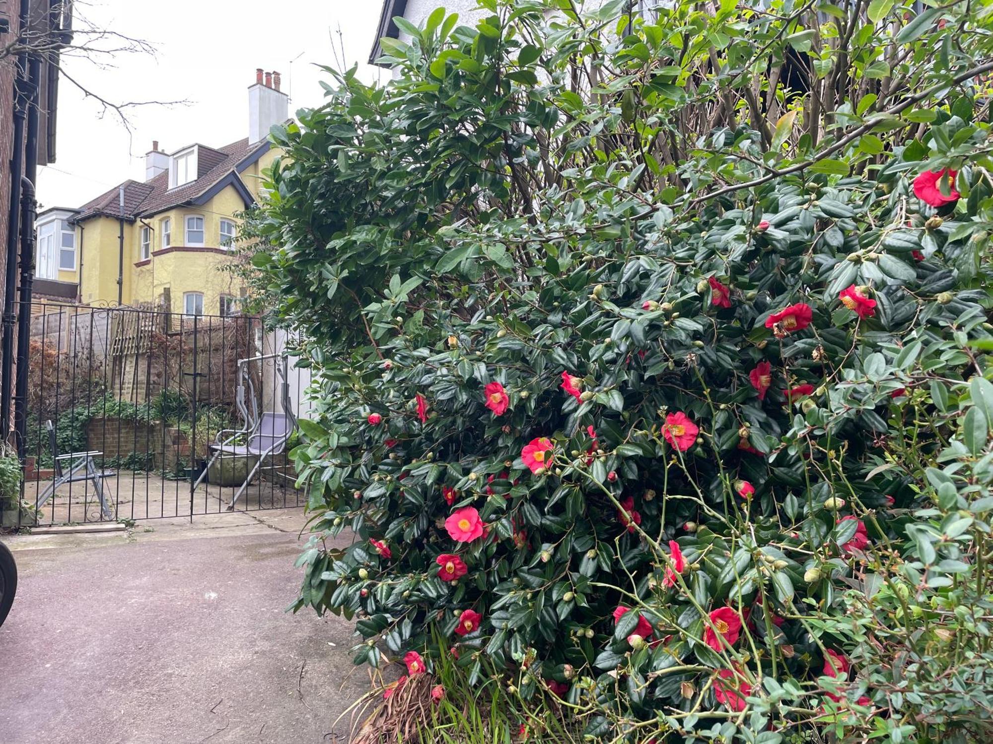 Livadia House At St Leonards On Sea Bed and Breakfast Eksteriør billede